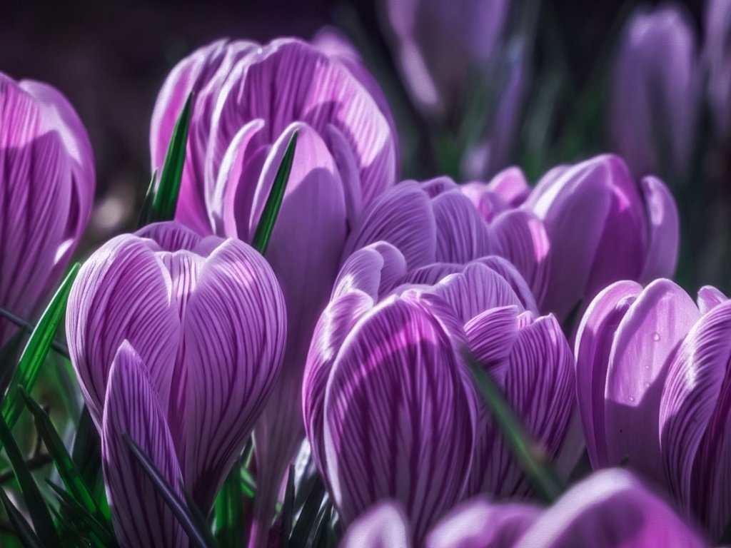 Обои цветы, бутоны, макро, фиолетовые, крокусы, шафран, flowers, buds, macro, purple, crocuses, saffron разрешение 1920x1080 Загрузить
