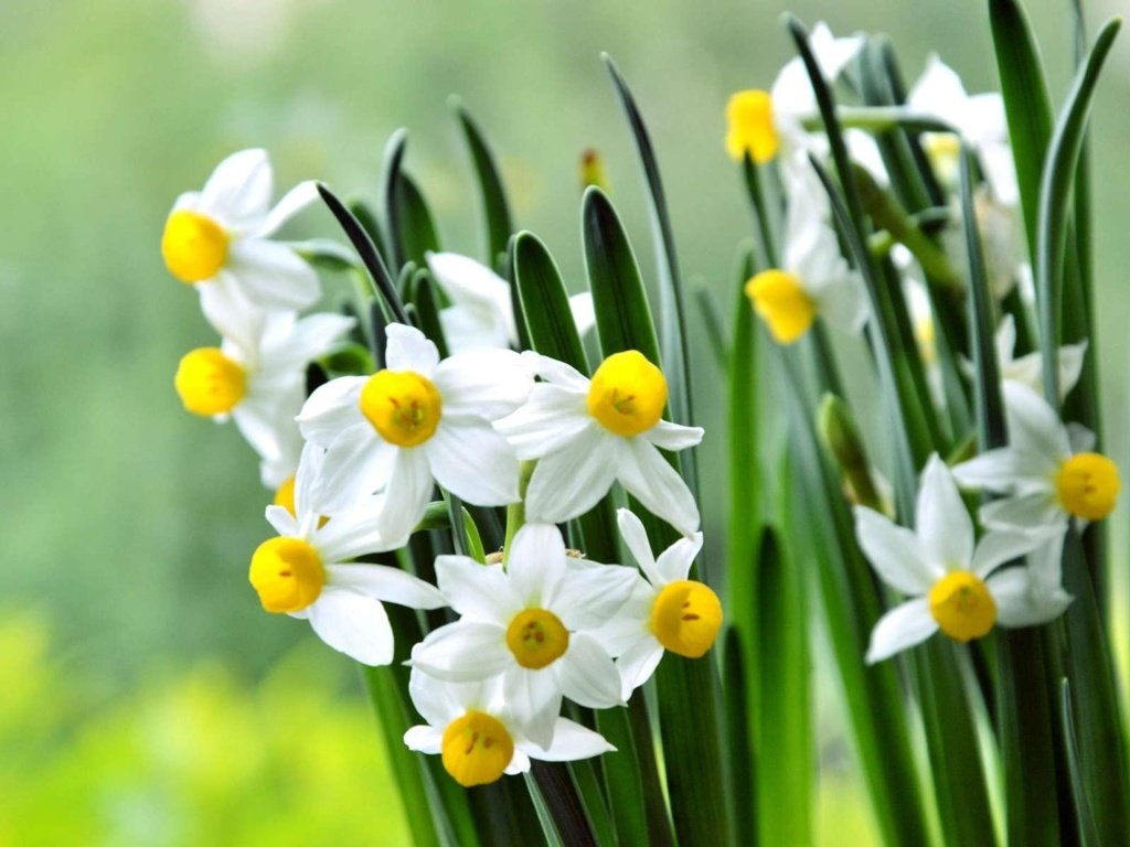 Обои цветы, лепестки, весна, стебли, нарциссы, flowers, petals, spring, stems, daffodils разрешение 1920x1200 Загрузить