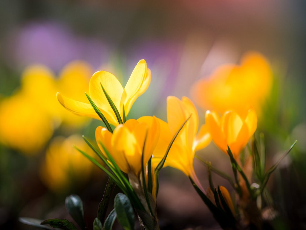 Обои цветы, лепестки, размытость, весна, желтые, крокусы, flowers, petals, blur, spring, yellow, crocuses разрешение 1920x1200 Загрузить