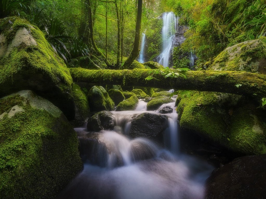 Обои река, бревно, природа, chalahn falls, elabana falls, камни, lamington national park, лес, ручей, водопад, мох, австралия, river, log, nature, stones, forest, stream, waterfall, moss, australia разрешение 1920x1200 Загрузить