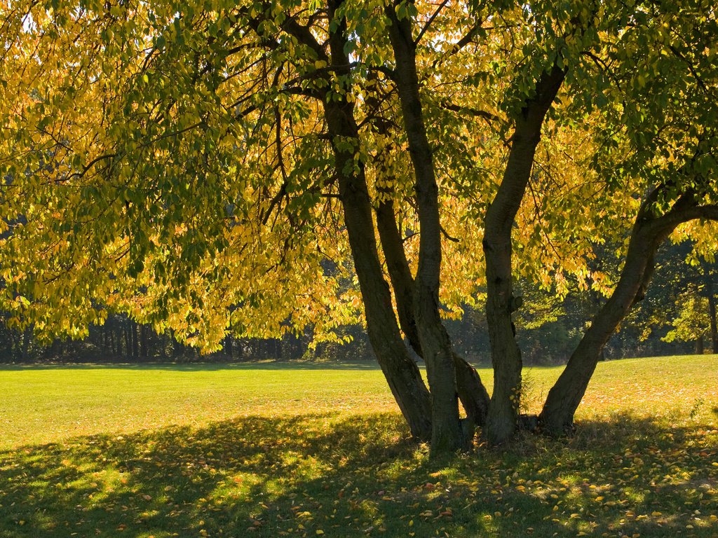 Обои дерево, листья, ветки, осень, тень, tree, leaves, branches, autumn, shadow разрешение 2880x1800 Загрузить