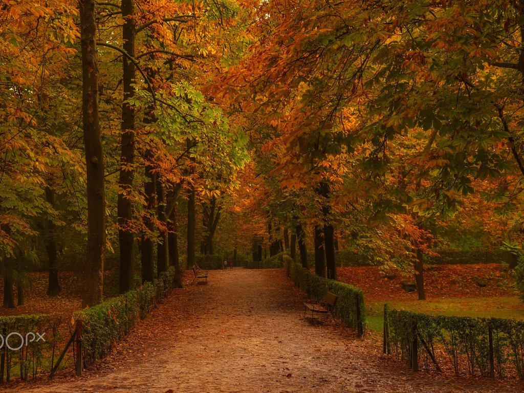 Обои дорога, деревья, парк, стволы, осень, забор, аллея, road, trees, park, trunks, autumn, the fence, alley разрешение 1920x1200 Загрузить