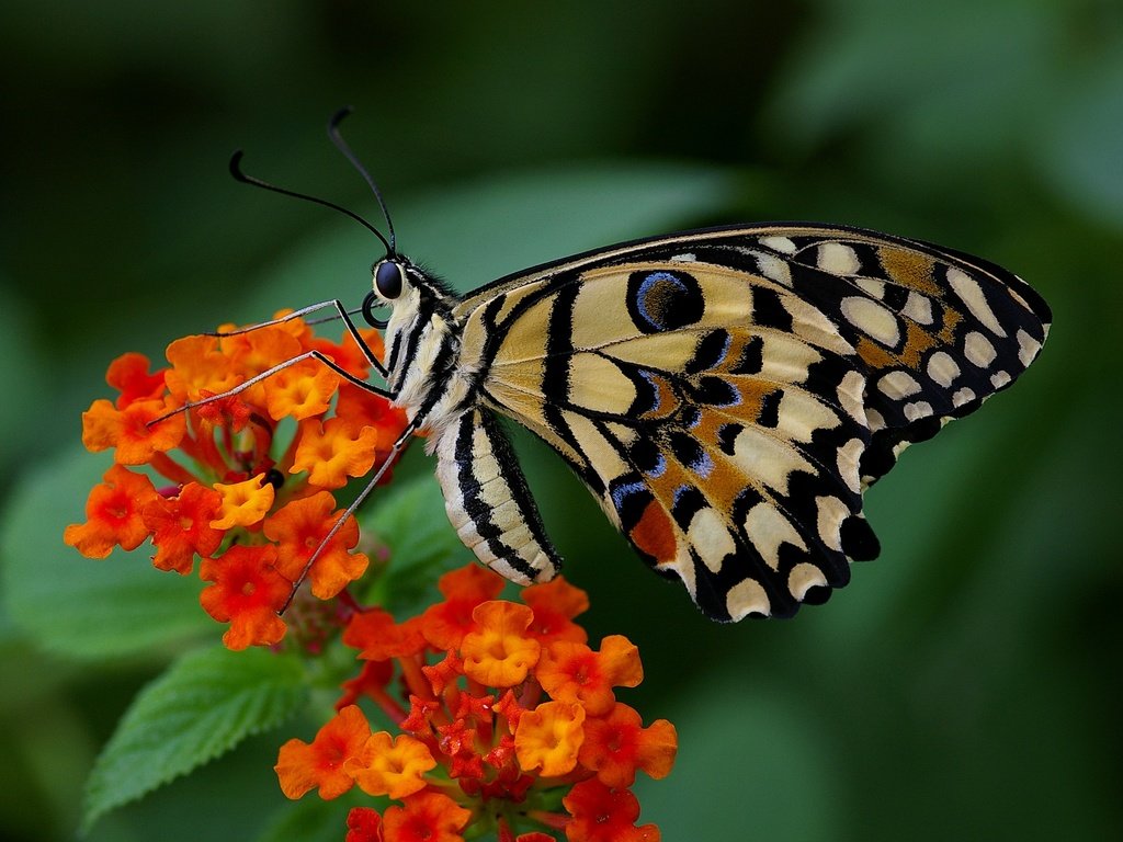 Обои цветы, макро, насекомое, бабочка, крылья, flowers, macro, insect, butterfly, wings разрешение 2048x1362 Загрузить