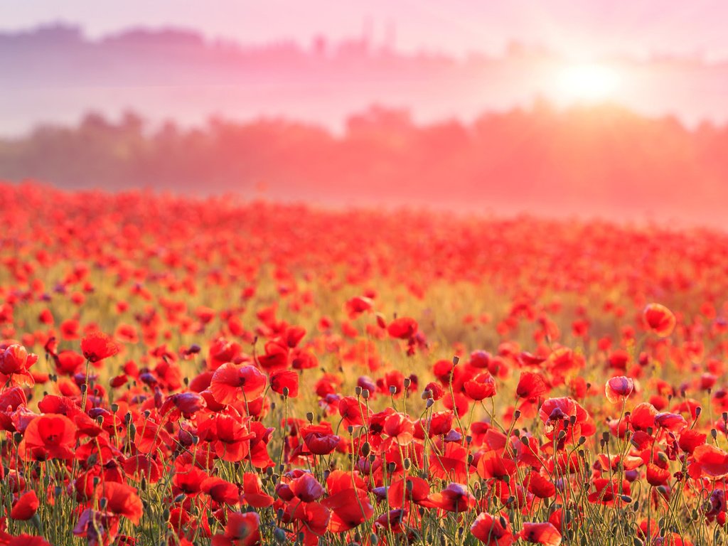 Обои цветы, туман, поле, горизонт, красные, маки, flowers, fog, field, horizon, red, maki разрешение 1920x1200 Загрузить