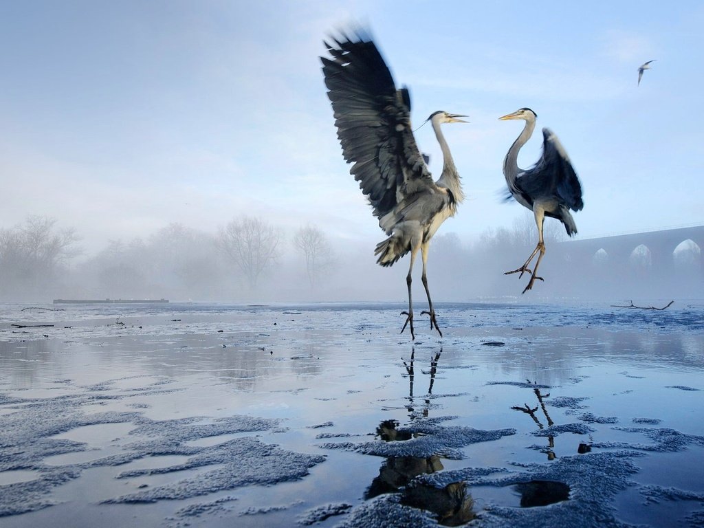 Обои озеро, крылья, птицы, цапля, цапли, lake, wings, birds, heron, herons разрешение 1920x1080 Загрузить