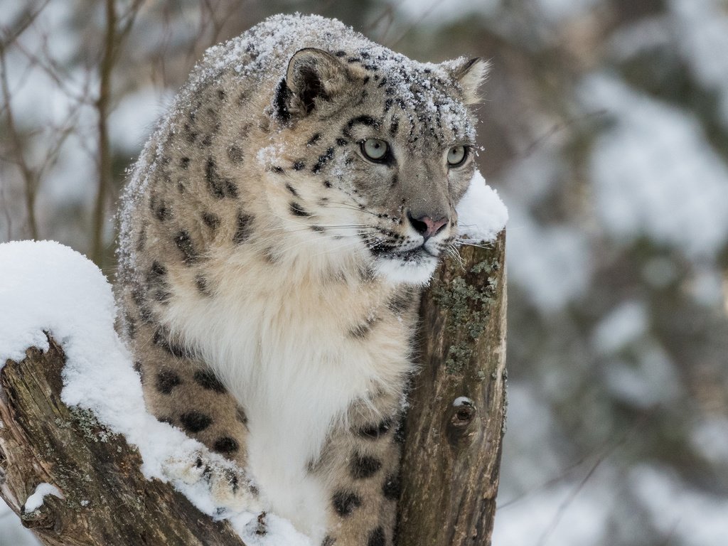 Обои снег, зима, снежный барс, ирбис, барс, дикая кошка, snow, winter, snow leopard, irbis, bars, wild cat разрешение 2560x1600 Загрузить