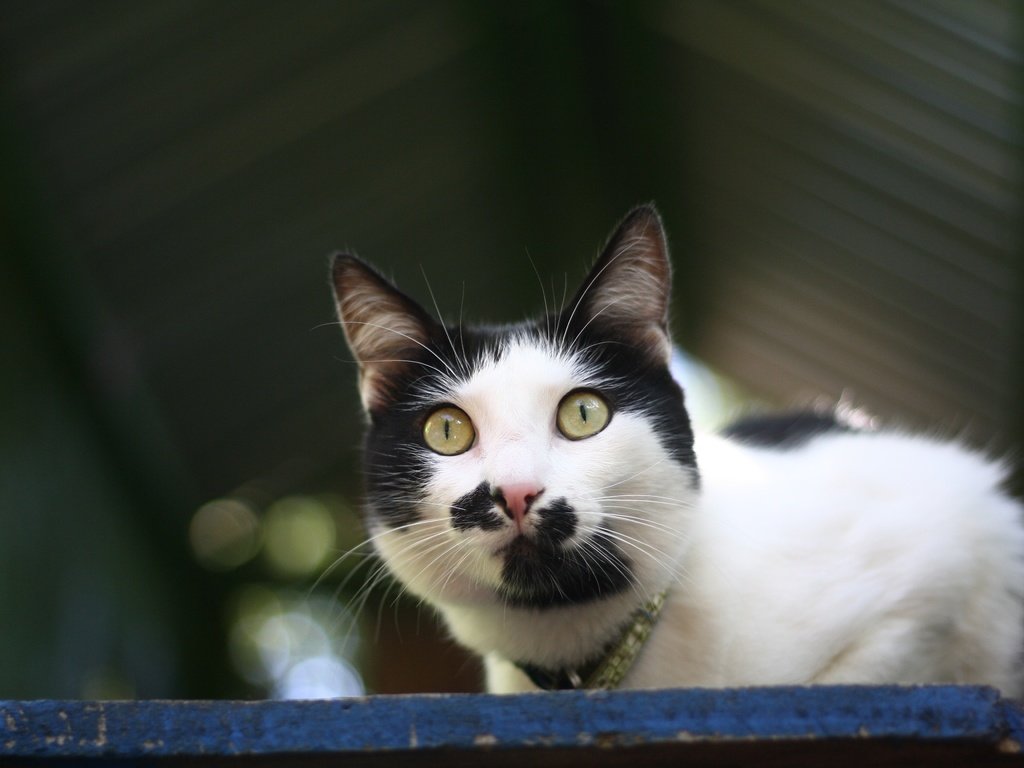 Обои глаза, фон, кот, мордочка, усы, кошка, взгляд, eyes, background, cat, muzzle, mustache, look разрешение 3888x2592 Загрузить