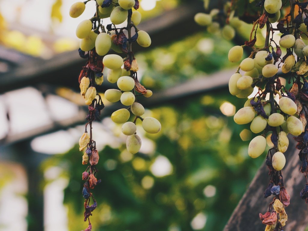 Обои виноград, ягоды, лоза, grapes, berries, vine разрешение 3888x2592 Загрузить