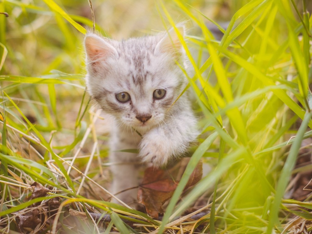 Обои трава, кот, мордочка, усы, кошка, взгляд, котенок, милый, grass, cat, muzzle, mustache, look, kitty, cute разрешение 2048x1367 Загрузить