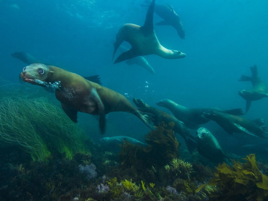 Обои животные, океан, тюлень, подводный мир, animals, the ocean, seal, underwater world разрешение 1920x1200 Загрузить