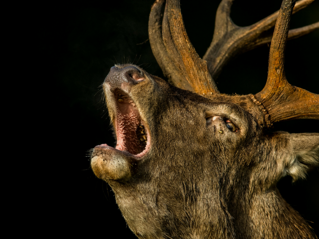 Обои олень, черный фон, животное, рога, andywak, deer, black background, animal, horns разрешение 1920x1080 Загрузить