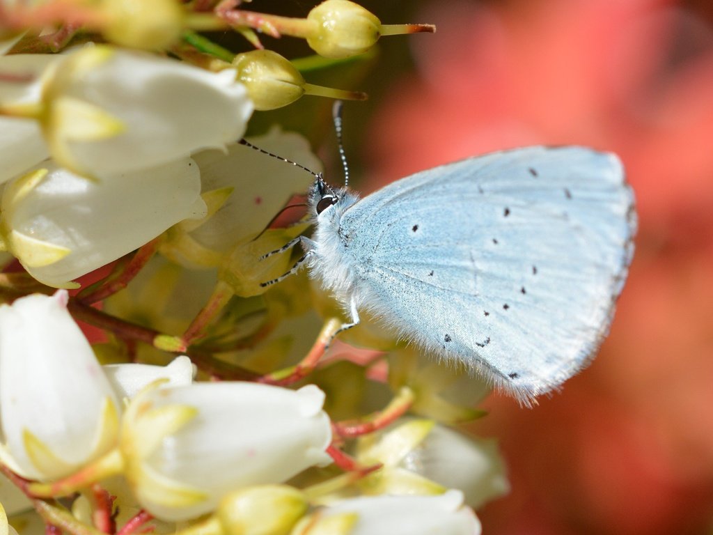 Обои цветы, насекомое, бабочка, крылья, flowers, insect, butterfly, wings разрешение 2560x1600 Загрузить