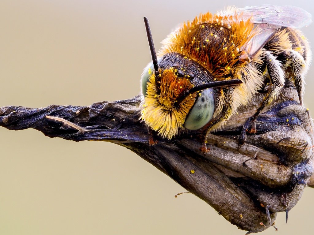 Обои глаза, макро, насекомое, фон, растение, усики, пчела, пыльца, eyes, macro, insect, background, plant, antennae, bee, pollen разрешение 3600x2250 Загрузить