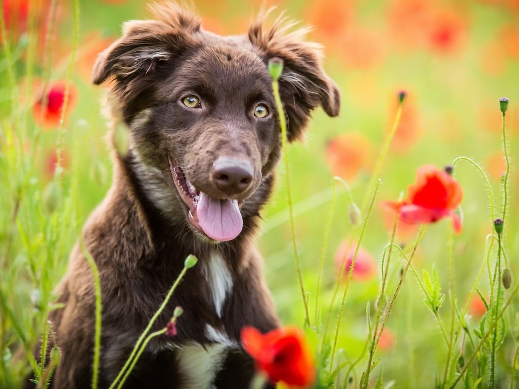 Обои цветы, природа, лето, собака, маки, язык, бордер-колли, flowers, nature, summer, dog, maki, language, the border collie разрешение 1920x1123 Загрузить