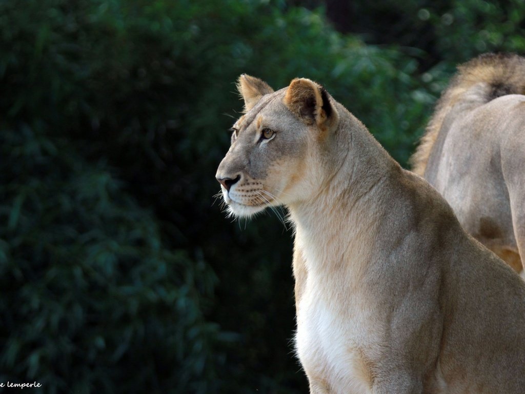 Обои глаза, взгляд, профиль, лев, хищники, львица, eyes, look, profile, leo, predators, lioness разрешение 2048x1370 Загрузить
