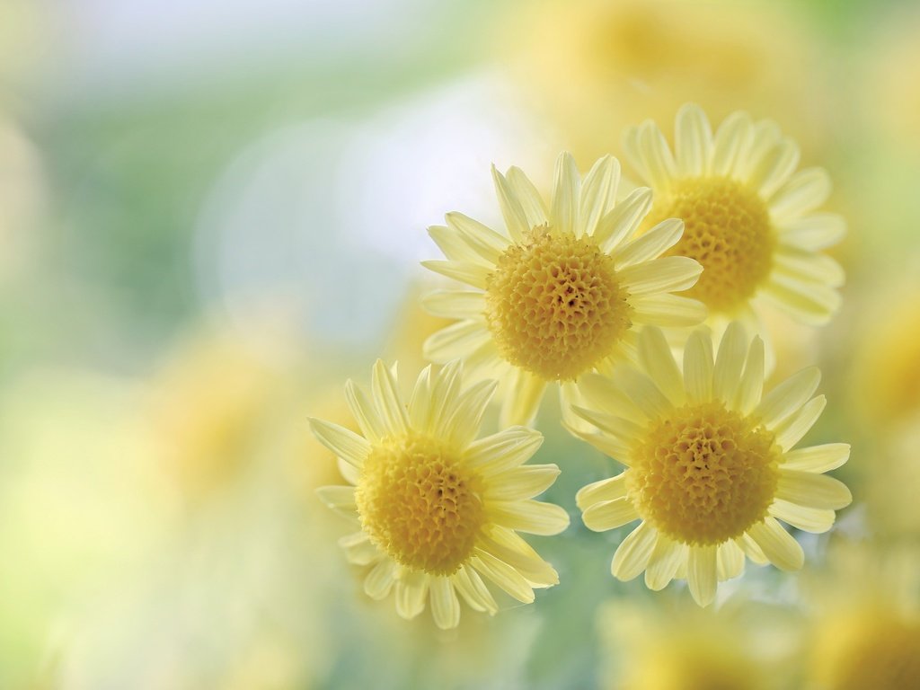 Обои цветы, макро, размытость, желтые, хризантемы, боке, flowers, macro, blur, yellow, chrysanthemum, bokeh разрешение 2048x1365 Загрузить