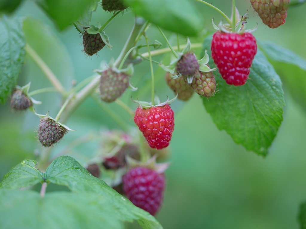 Обои листья, малина, ягоды, куст, leaves, raspberry, berries, bush разрешение 5760x3840 Загрузить