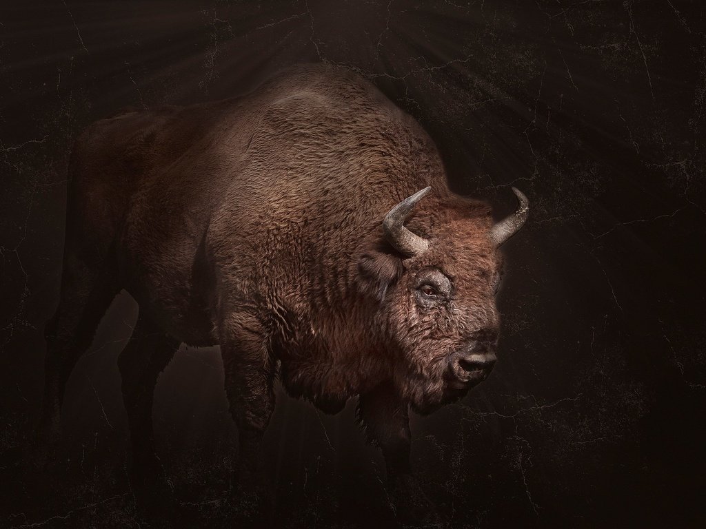 Обои фон, рога, бизон, background, horns, buffalo разрешение 2048x1365 Загрузить