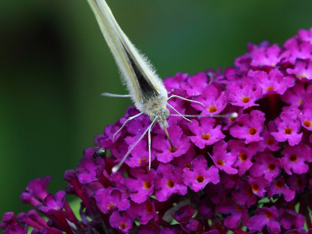 Обои цветы, насекомое, бабочка, крылья, flowers, insect, butterfly, wings разрешение 1920x1200 Загрузить