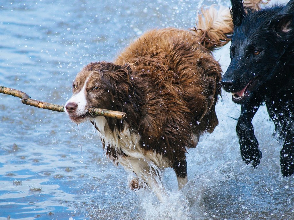 Обои вода, брызги, игра, бег, палка, собаки, бордер-колли, ньюфаундленд, water, squirt, the game, running, stick, dogs, the border collie, newfoundland разрешение 2560x1600 Загрузить