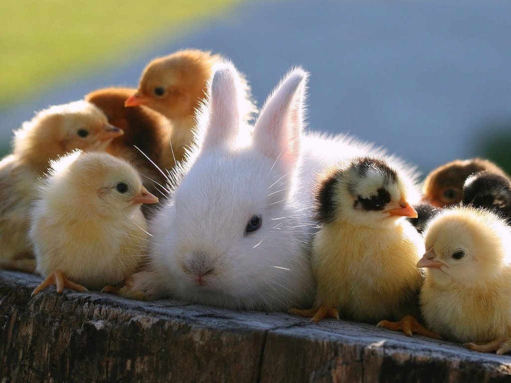Обои кролик, животное, друзья, пень, птенцы, цыплята, rabbit, animal, friends, stump, chicks, chickens разрешение 1920x1200 Загрузить