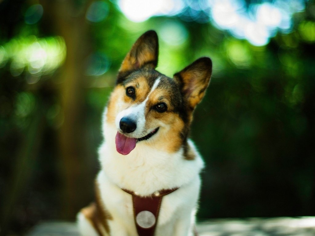 Обои улыбка, взгляд, собака, щенок, язык, корги, smile, look, dog, puppy, language, corgi разрешение 1920x1080 Загрузить