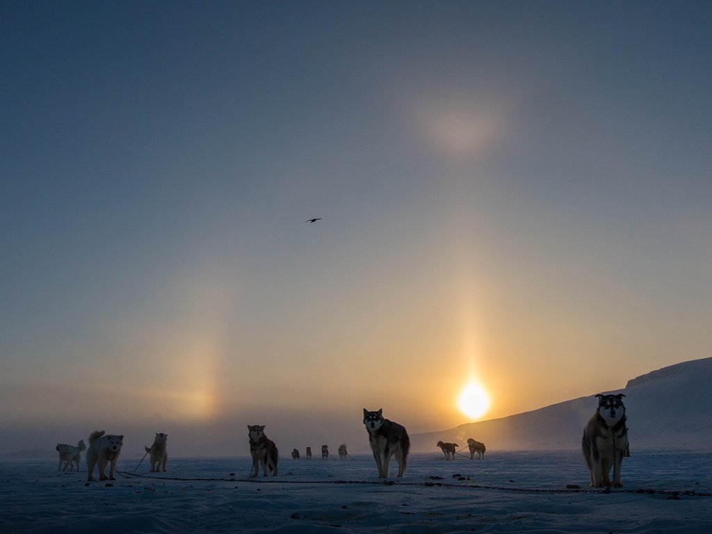 Обои солнце, снег, зима, туман, канада, собаки, аляскинский маламут, clare kines, the sun, snow, winter, fog, canada, dogs, alaskan malamute разрешение 1920x1080 Загрузить