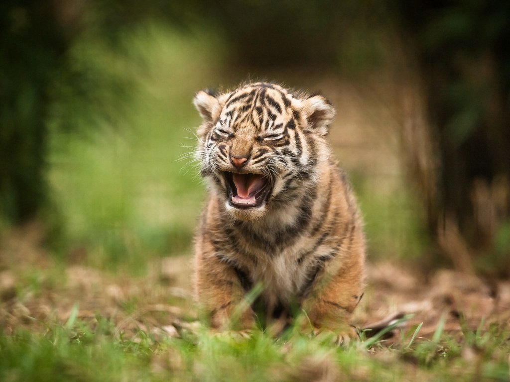 Обои тигр, природа, тигренок, дикая кошка, детеныш, tiger, nature, wild cat, cub разрешение 2048x1363 Загрузить