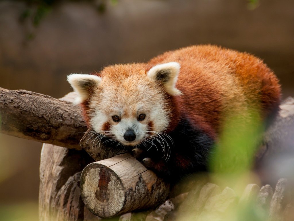 Обои дерево, фон, усы, взгляд, животное, дикая природа, красная панда, tree, background, mustache, look, animal, wildlife, red panda разрешение 2560x1600 Загрузить