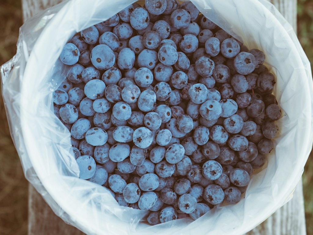 Обои вид сверху, ягоды, черника, пакет, упаковка, the view from the top, berries, blueberries, package, packaging разрешение 5797x3865 Загрузить