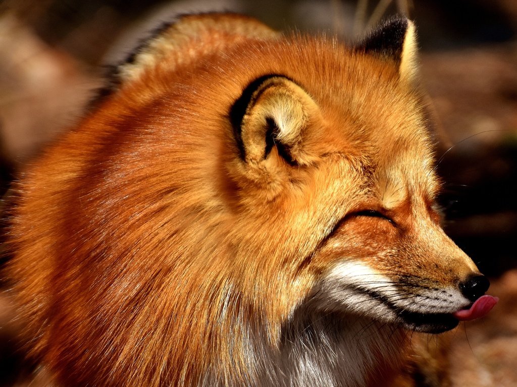 Обои морда, рыжая, лиса, хищник, лисица, язык, face, red, fox, predator, language разрешение 4000x2670 Загрузить