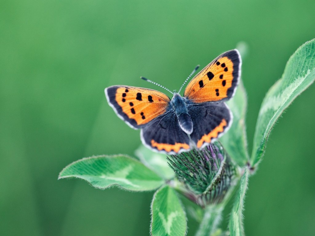 Обои клевер, листья, бабочка, крылья, насекомые, растение, clover, leaves, butterfly, wings, insects, plant разрешение 1920x1200 Загрузить