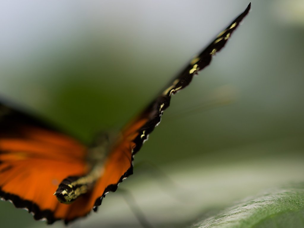 Обои природа, макро, бабочка, крылья, насекомые, размытость, nature, macro, butterfly, wings, insects, blur разрешение 2560x1440 Загрузить