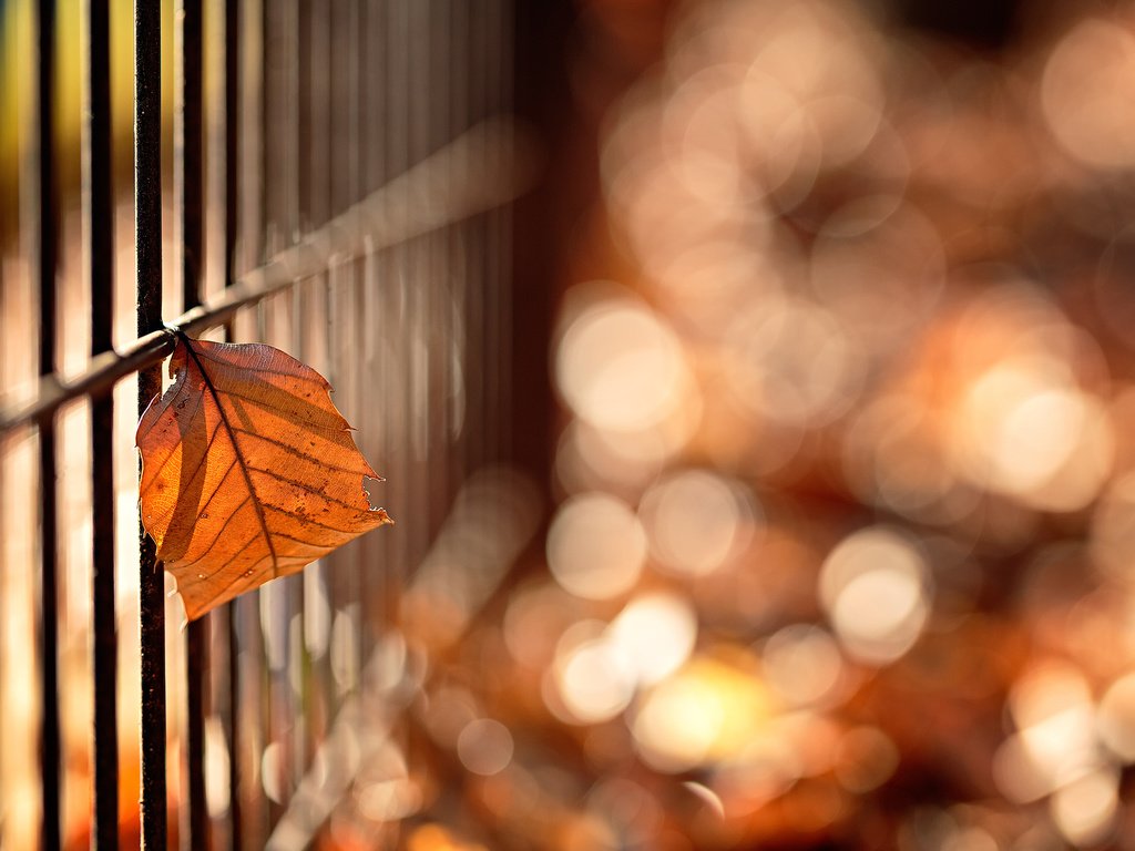 Обои макро, осень, забор, лист, боке, mirai.takahashi, macro, autumn, the fence, sheet, bokeh разрешение 3840x2400 Загрузить