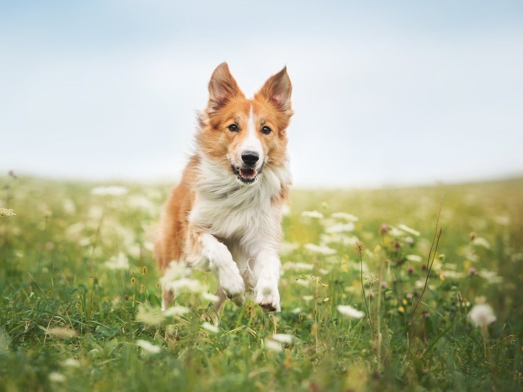 Обои цветы, трава, собака, бег, бордер-колли, flowers, grass, dog, running, the border collie разрешение 4246x2825 Загрузить