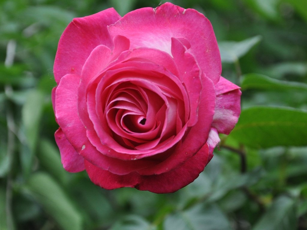 Обои цветок, роза, лепестки, сад, бутон, розовый, flower, rose, petals, garden, bud, pink разрешение 3216x2136 Загрузить