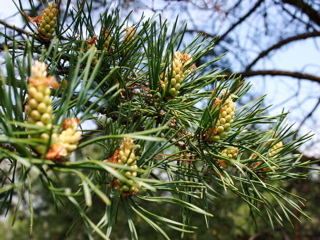 Обои природа, дерево, хвоя, ветки, шишки, сосна, nature, tree, needles, branches, bumps, pine разрешение 3072x2048 Загрузить