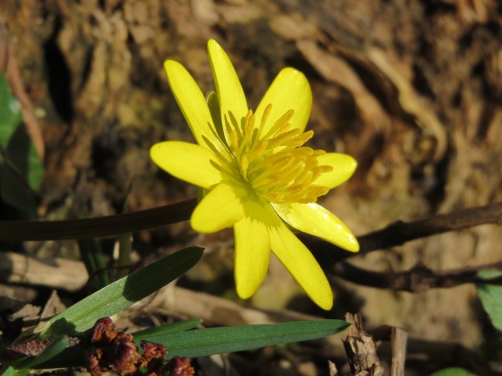 Обои желтый, цветок, лепестки, весна, лютик, ficaria verna, чистяк весенний, yellow, flower, petals, spring, buttercup, the chistyakov spring разрешение 3648x2736 Загрузить