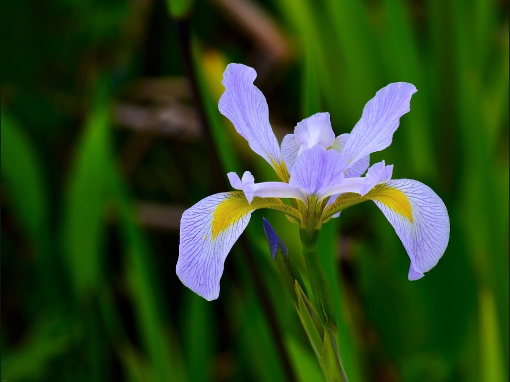 Обои природа, макро, цветок, лепестки, размытость, ирис, nature, macro, flower, petals, blur, iris разрешение 3921x3027 Загрузить