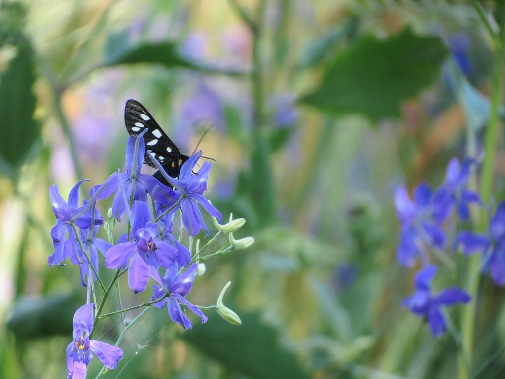 Обои насекомое, цветок, лето, бабочка, insect, flower, summer, butterfly разрешение 4000x3000 Загрузить