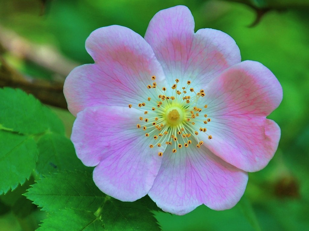 Обои листья, цветок, лепестки, шиповник, макросъемка, дикая роза, leaves, flower, petals, briar, macro, wild rose разрешение 3328x1872 Загрузить