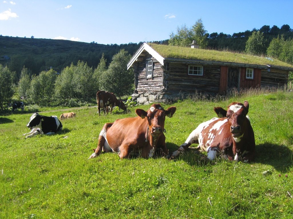 Обои трава, лето, домик, стадо, коровы, grass, summer, house, the herd, cows разрешение 2592x1944 Загрузить