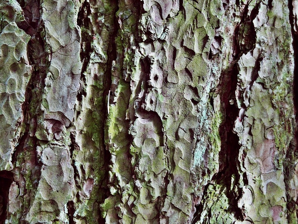 Обои природа, дерево, текстура, узор, ствол, крупный план, кора, бревно, nature, tree, texture, pattern, trunk, close-up, bark, log разрешение 2000x1500 Загрузить