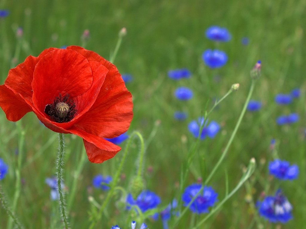 Обои цветы, природа, цветение, поле, мак, васильки, flowers, nature, flowering, field, mac, cornflowers разрешение 1920x1080 Загрузить