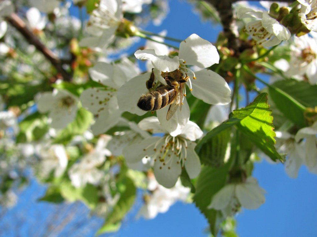 Обои пчела, небо, природа, дерево, цветение, насекомое, весна, вишня, растение, bee, the sky, nature, tree, flowering, insect, spring, cherry, plant разрешение 2272x1704 Загрузить