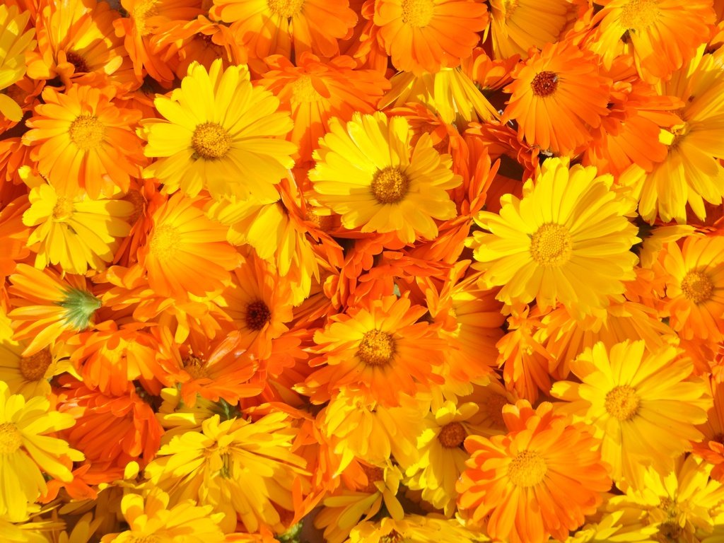 Обои цветы, ноготки, цветение, лето, лепестки, растение, желтые, оранжевые, календула, flowers, marigolds, flowering, summer, petals, plant, yellow, orange, calendula разрешение 4288x2848 Загрузить