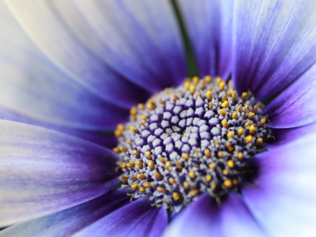 Обои цветок, лепестки, пыльца, гербера, маргаритка, крупным планом, сине-белый, flower, petals, pollen, gerbera, daisy, closeup, blue-white разрешение 5472x3648 Загрузить