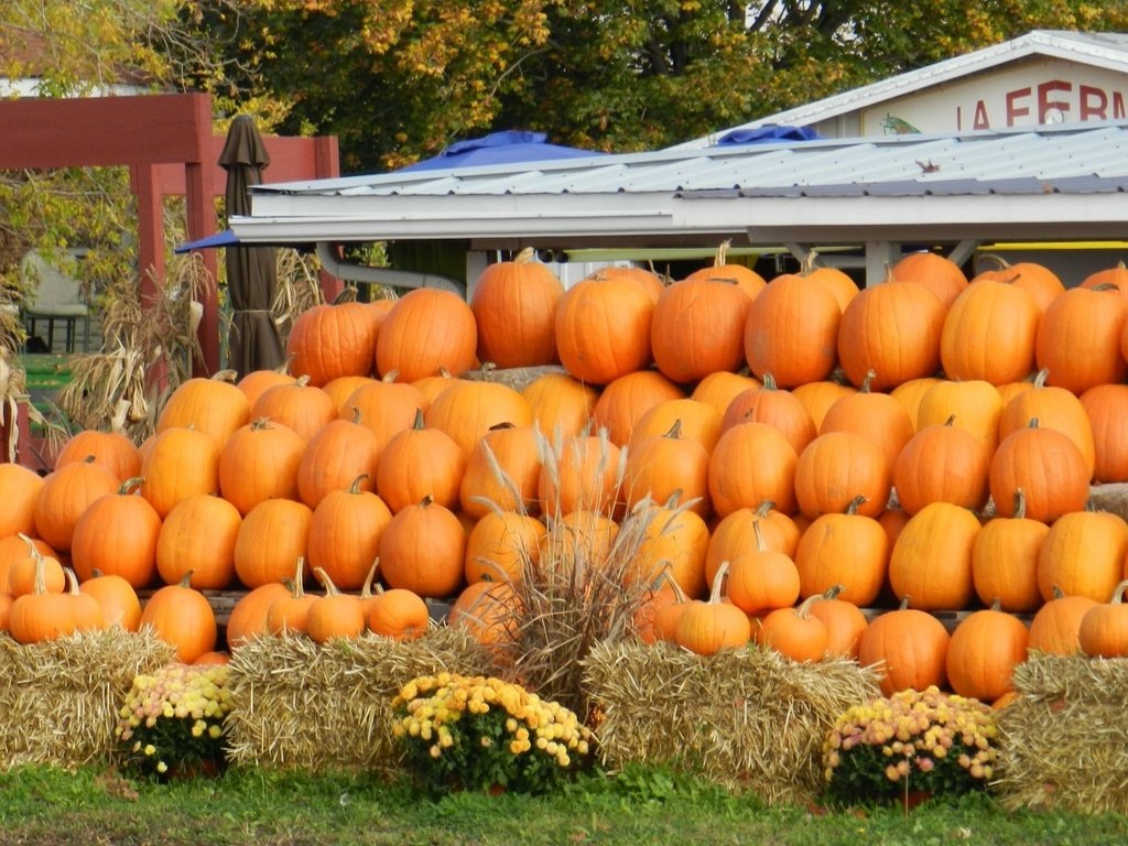 Обои рынок, осень, урожай, овощи, тыквы, тыква, market, autumn, harvest, vegetables, pumpkin разрешение 1920x1227 Загрузить