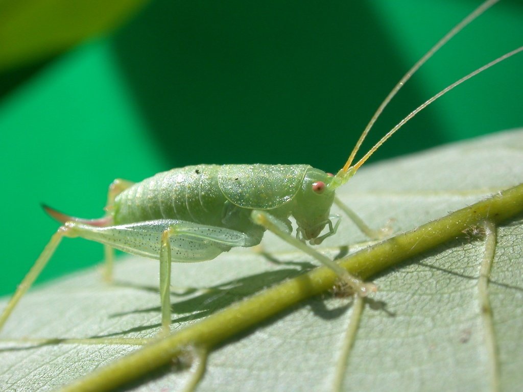 Обои природа, макро, насекомое, лист, кузнечик, крупным планом, nature, macro, insect, sheet, grasshopper, closeup разрешение 2048x1536 Загрузить