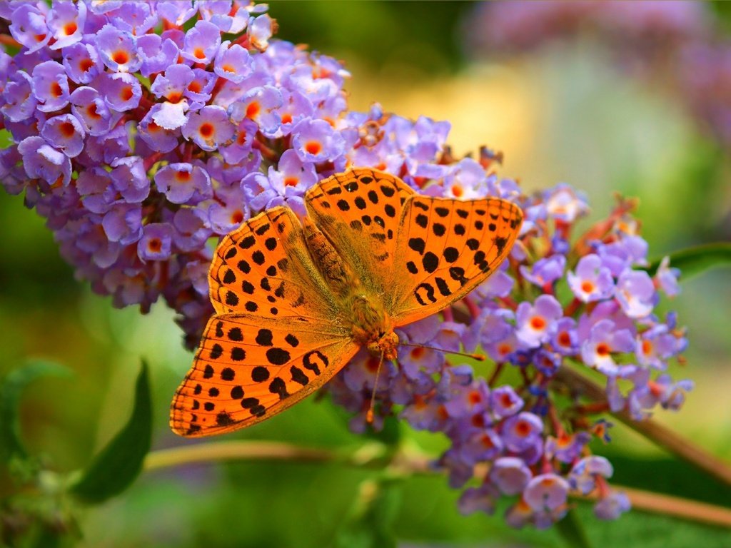 Обои цветы, природа, макро, бабочка, крылья, насекомые, размытость, flowers, nature, macro, butterfly, wings, insects, blur разрешение 3002x1857 Загрузить
